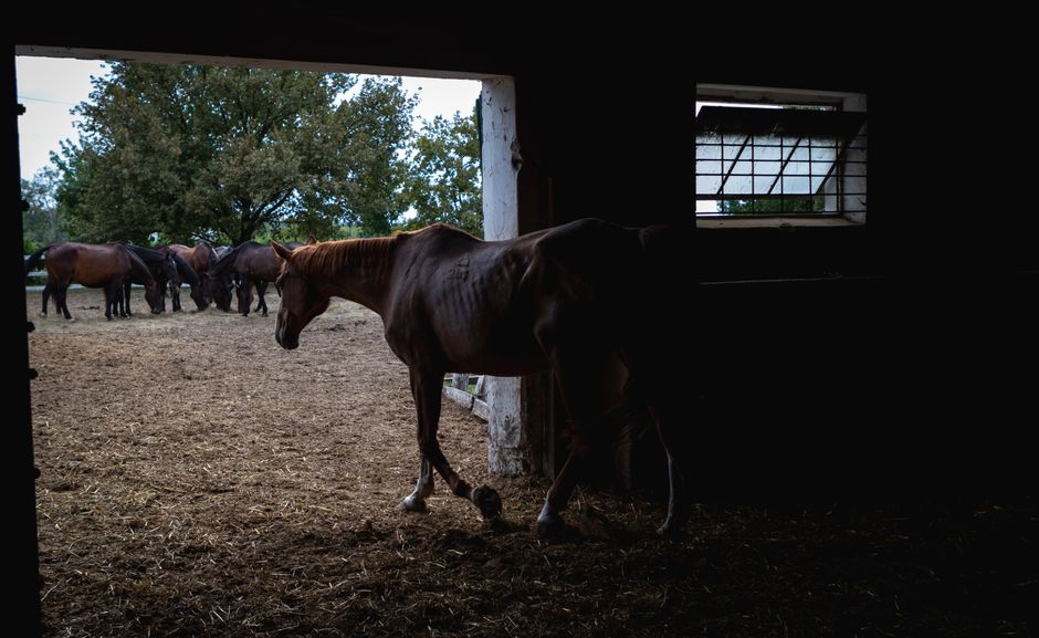 Das Pferd aus dem Tierheim: Ein etwas anderer Weg