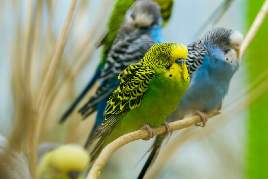 Vogeltrinkwasserspender – ganz leicht gefunden