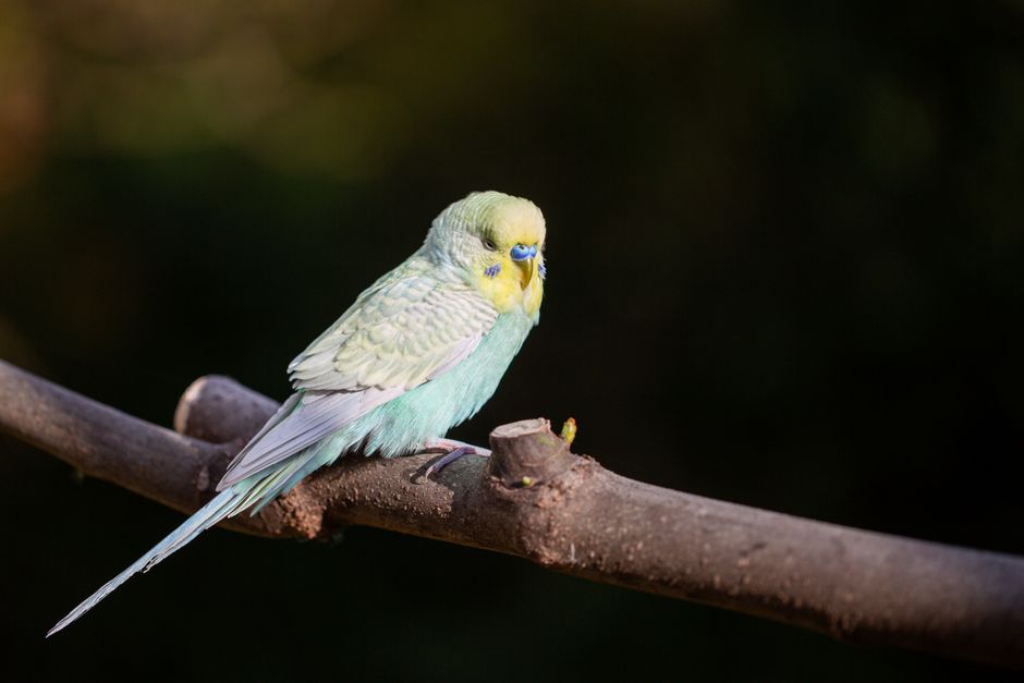 Vogelsitzstange – ganz leicht gefunden