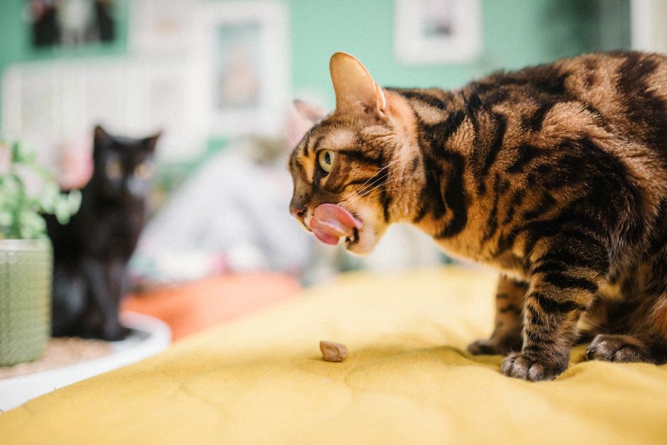 Katzen Leckerlies – Wissenswertes..
