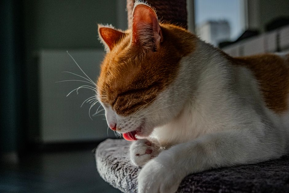 Selbstreinigendes Katzenklo bestellen