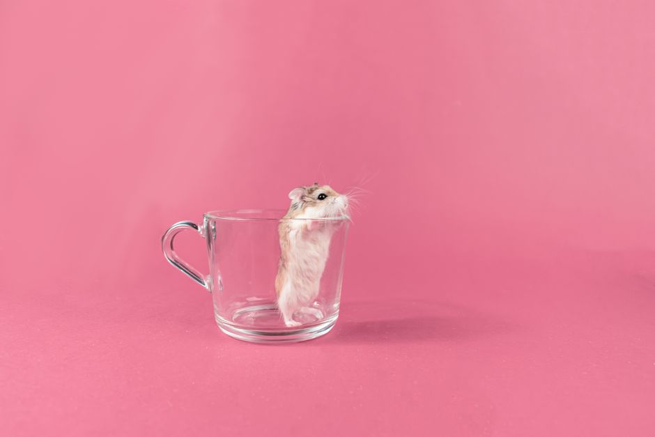 hamster