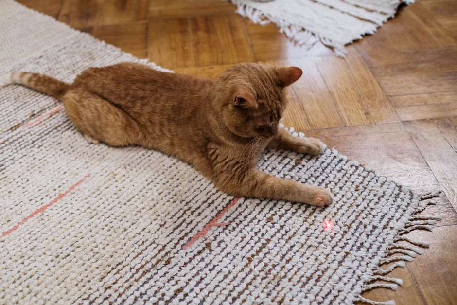 Laserpointer Katze gesucht? Top Ideen dazu!