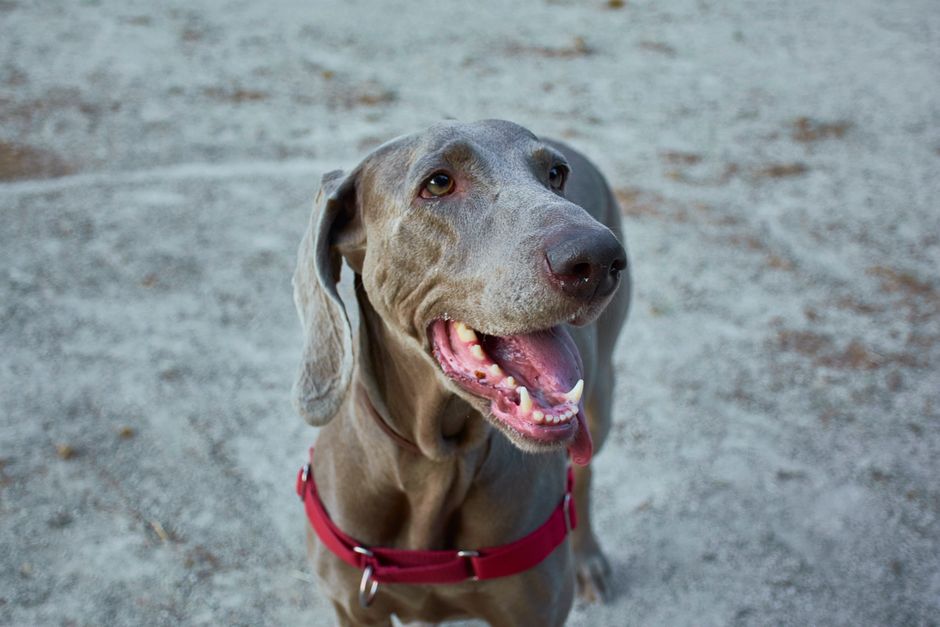 Hundehalsband – ganz einfach gefunden