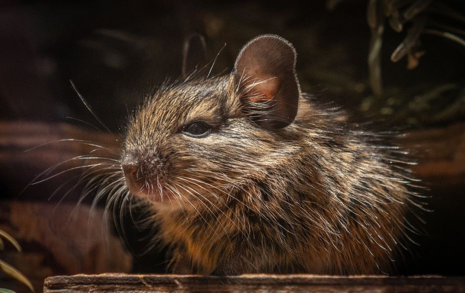 Degu Käfig – Artgerechte Haltung und Kauftipps