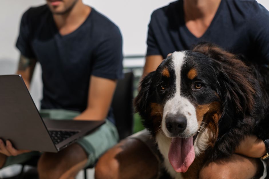 Heimtiere online