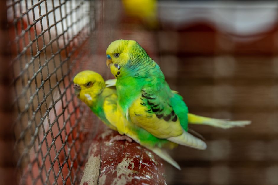 Der richtige Vogelsand – leicht gekauft